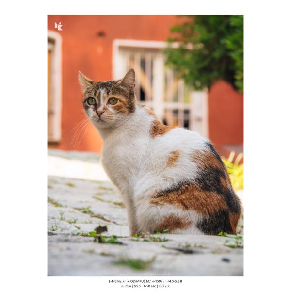 Olympus M Zuiko 14 150mm F4 5.6 Ii 16